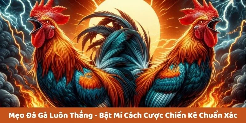 Một vài mẹo để tham gia cá cược đá gà đỉnh cao